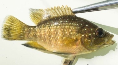 Pratilapia polleni